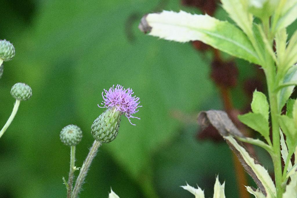 2025-07179638 Tower Hill Botanic Garden, MA.JPG - Canada Thistle. New England Botanic Garden at Tower Hill, MA, 7-17-2025
